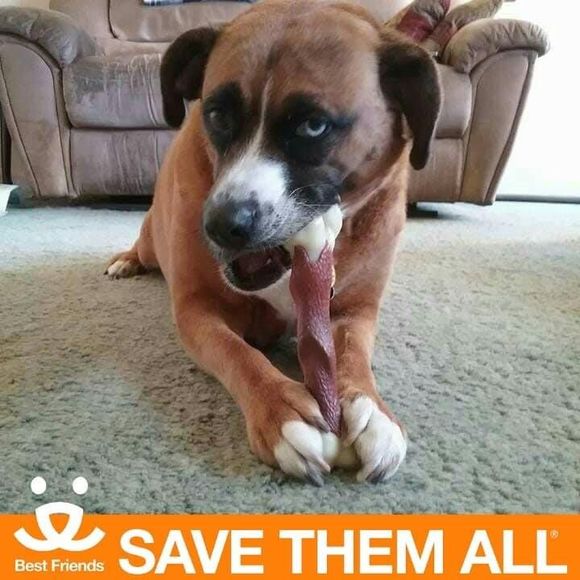 Meet your Posher, Vicki - Picture 1 of 1